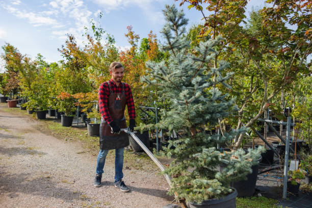 Harlan, IA Tree Care Services Company