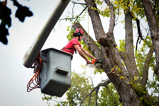 Best Root Management and Removal  in Harlan, IA