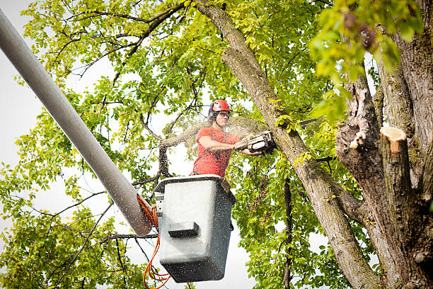 Best Tree Cabling and Bracing  in Harlan, IA